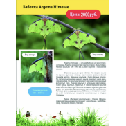 Бабочка Argema Mimosae