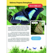 Бабочка Prepona Demophoon