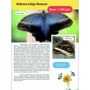 Бабочка Caligo Memnon 