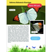 Бабочка Hebomoia Glaucippe