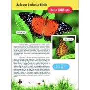 Бабочка Cethosia Biblis 