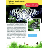 Бабочка Idea Leuconoe (Аврора)