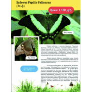 Бабочка Papilio Palinurus ( Эльф)