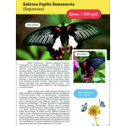 Бабочка Papilio Rumanzovia (Барселона)