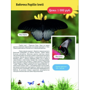 Бабочка Papilio Lowii